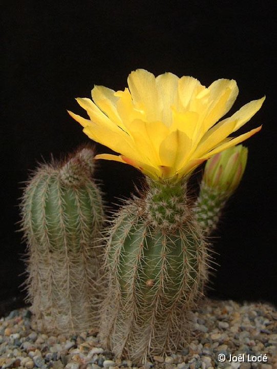 Echinocereus stoloniferus JLcoll.1277